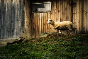 mi-e dor de munții mei travel with matei ghid turism