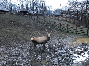 5 lucruri de făcut sau nu în sibiu