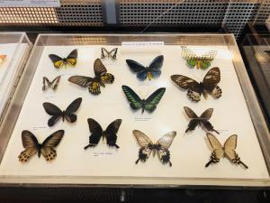 5 lucruri de făcut sau nu în sibiu