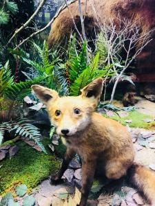 5 lucruri de făcut sau nu în sibiu