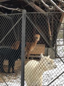 sofia o destinație cel puțin surprinzătoare