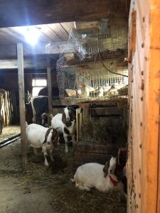 5 lucruri de făcut sau nu în bucovina