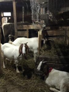 5 lucruri de făcut sau nu în bucovina