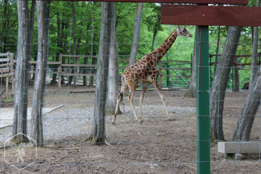 5 LUCRURI DE FĂCUT (SAU NU) ÎN TÂRGU MUREȘ